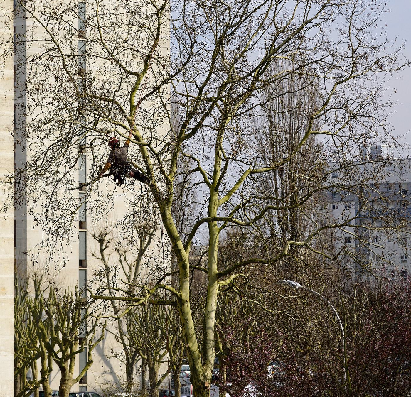 Élagueur grimpeur encordé dans un grand arbre en ville